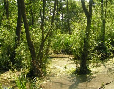 Überstauter Wald in Niedersachsen