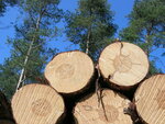 Nahaufnahme von der Schnittfläche einiger Holzstämme, die gestapelt vor einigen Nadelbäumen und einem blauen Himmel liegen.
