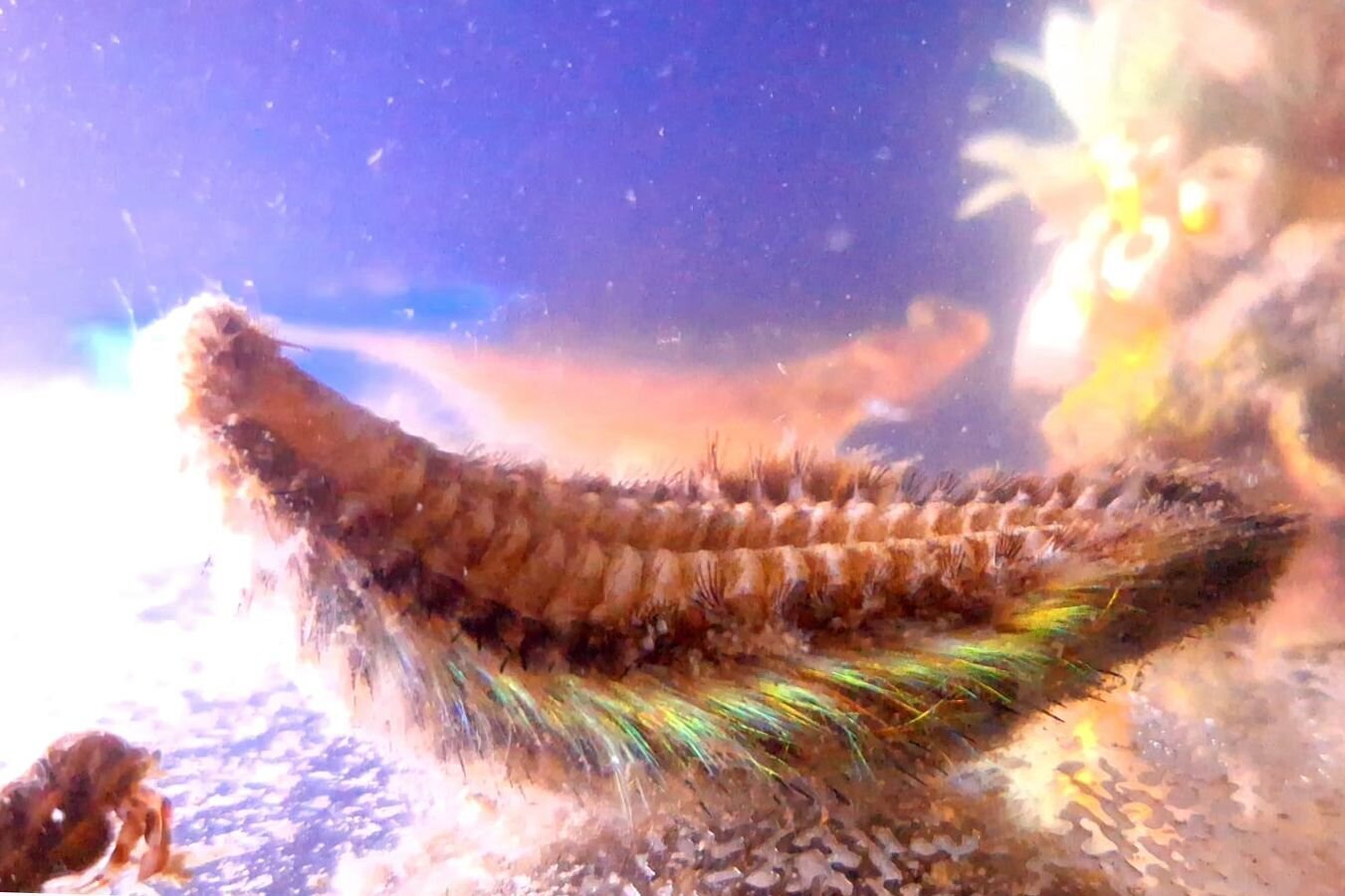 Seemaus Eine Art Muskel mit in regenbogenfarbenen Haaren.