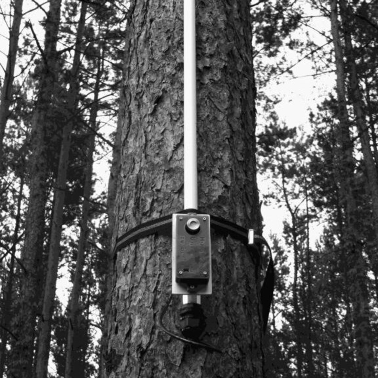 Waldbrandsensor an einem Kiefernstamm