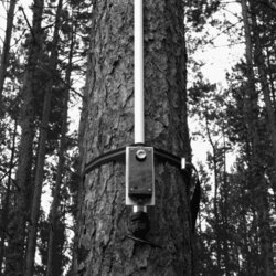 Forest fire sensor on a pine trunk INPRIWA (Early Forest Fire Warning System)