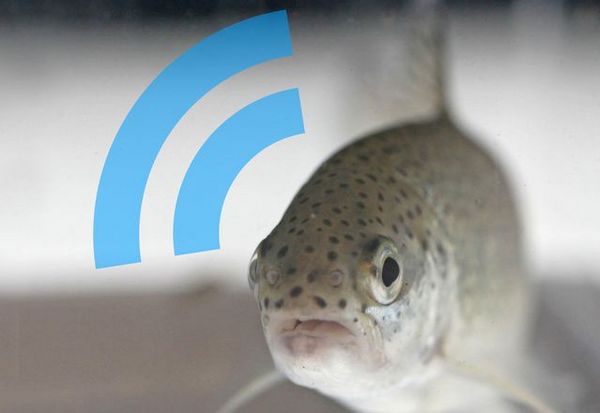 Ein Fisch von vorne mit Radiowellen, die reflektiert werden