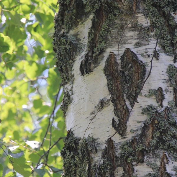 Birch trunk with a heart-shaped bark pattern