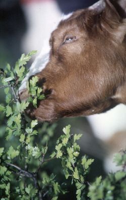 Biotoppflege mit Ziegen und Schafen