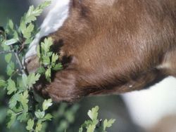 Biotope management with goats and sheep