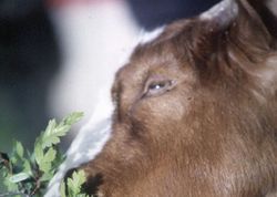 Biotoppflege mit Ziegen und Schafen