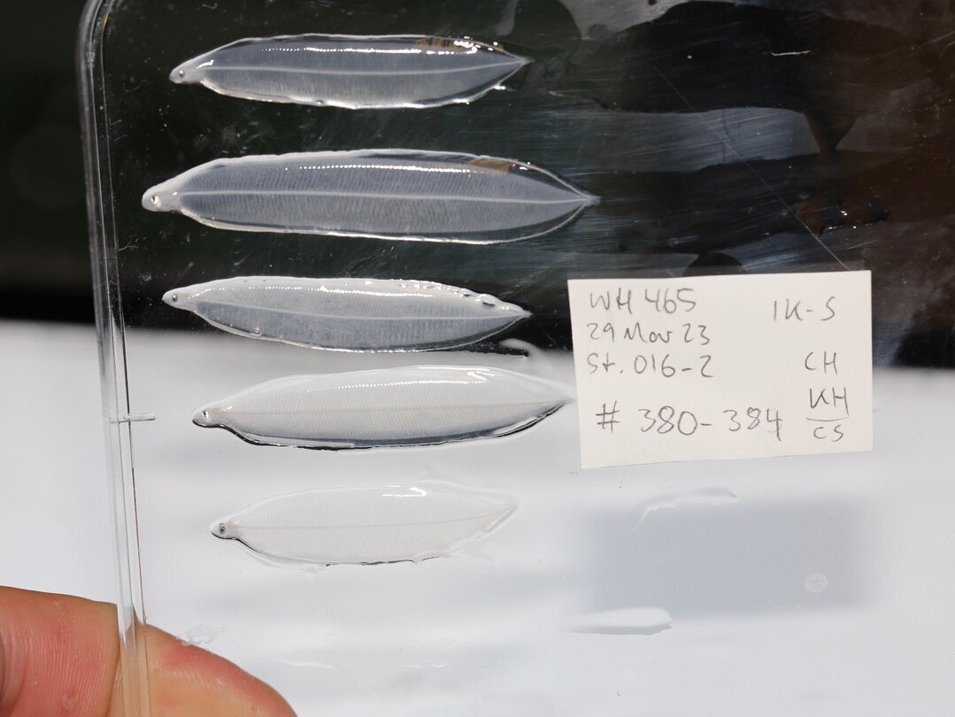 Exemplare der Familie Chlopsidae. 