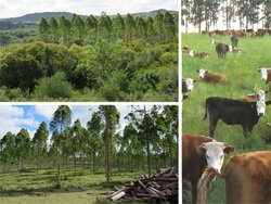 Bioökonomie-Monitoring in Uruguay