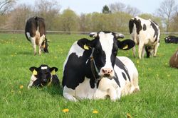 Milk & Calf - Vermarktung von Produktion aus kuhgebundener Haltung