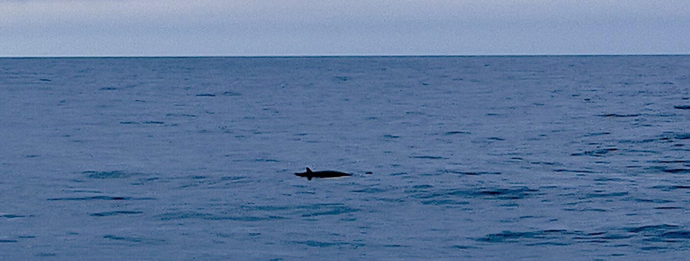 An der Wasseroberfläche taucht der Rücken eines Zwergwals auf.