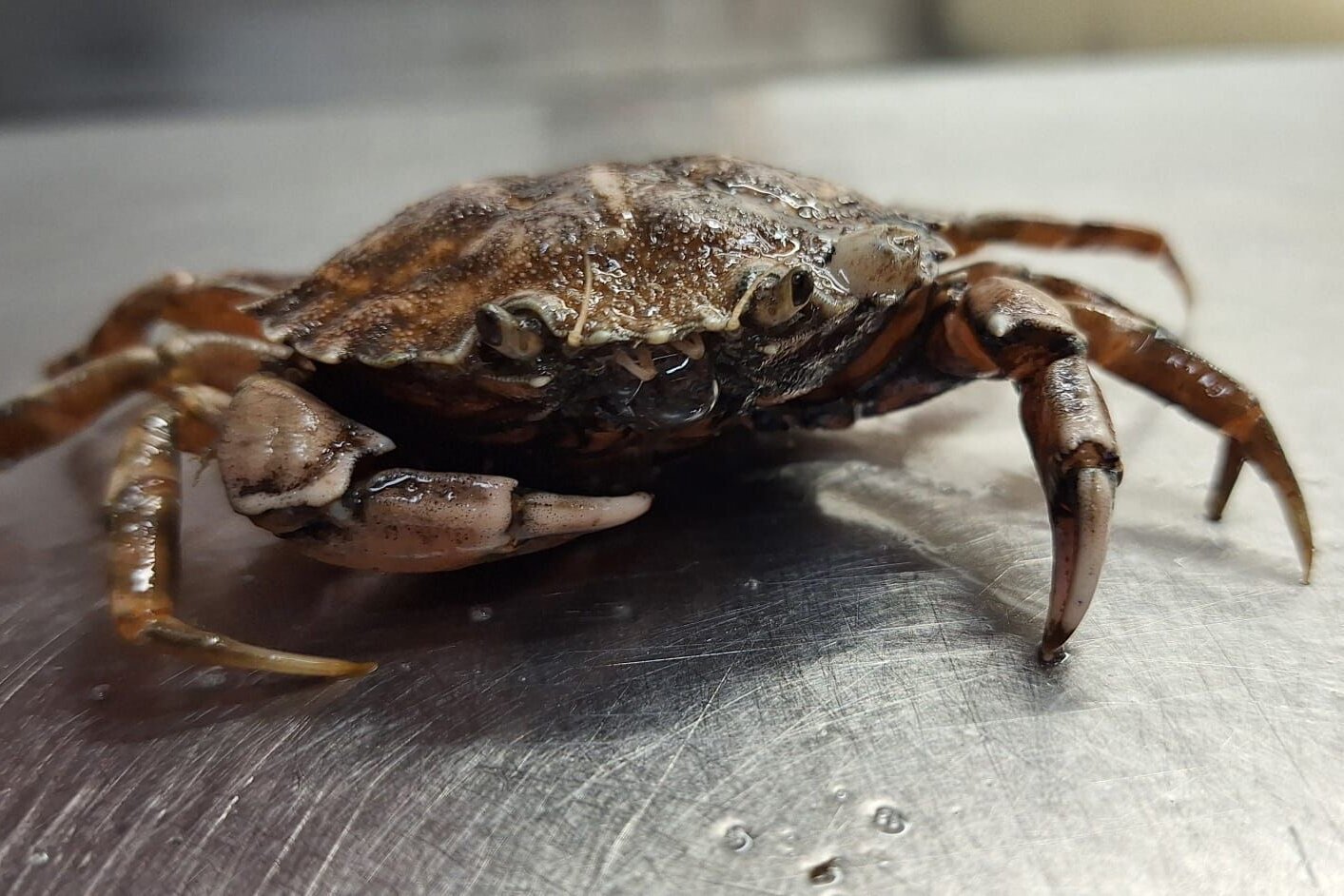 Strandkrabbe Ein Krebs sitzt auf einer Metalloberfläche