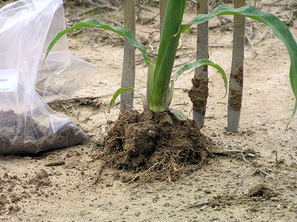 Maize roots, seen at a sampling event on the field