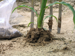 Effect of genetically engineered plants on soil microorganisms