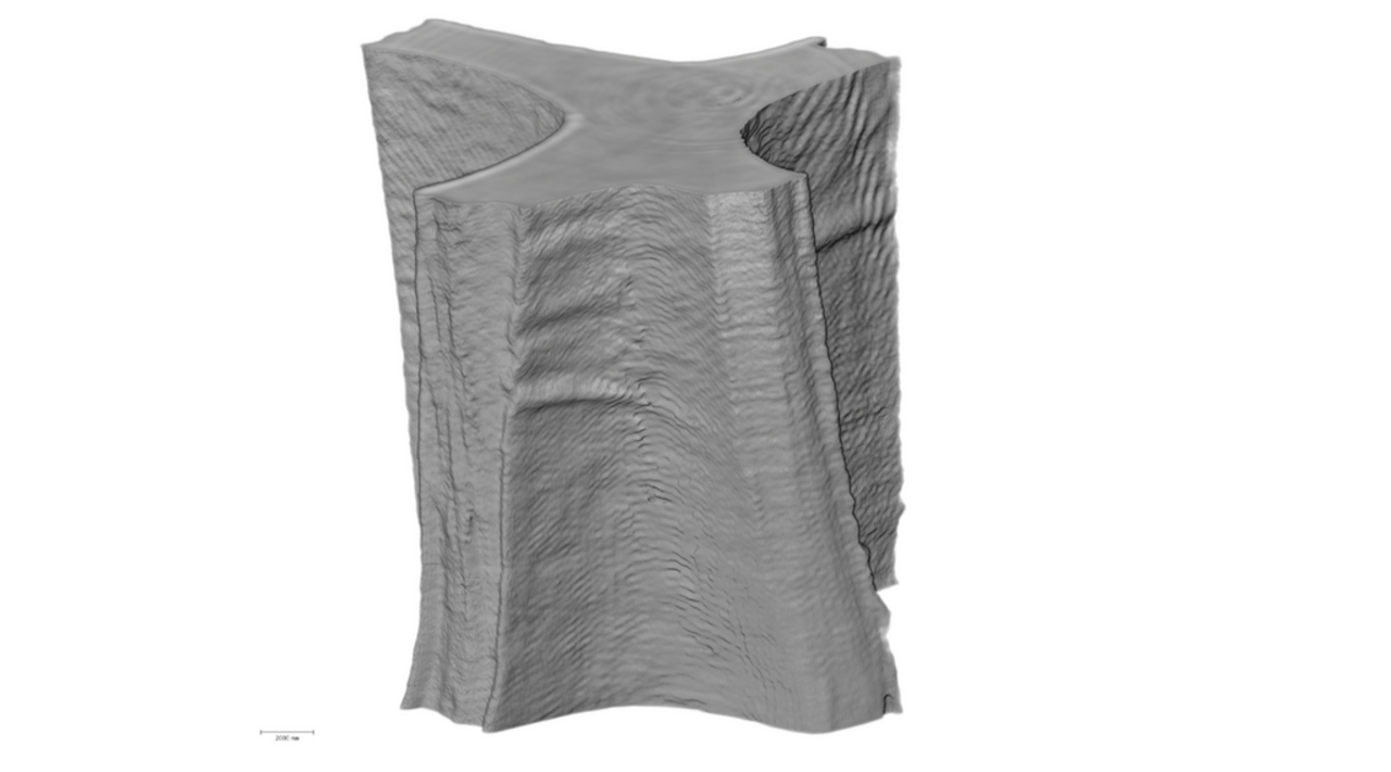 Volume rendering of the cell wall