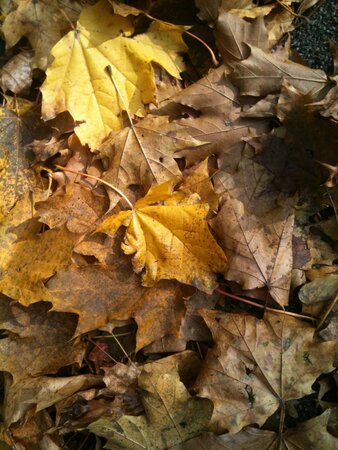 Fresh leaves on the ground (maple)