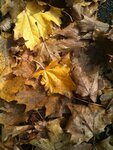 Fresh leaves on the ground (maple)