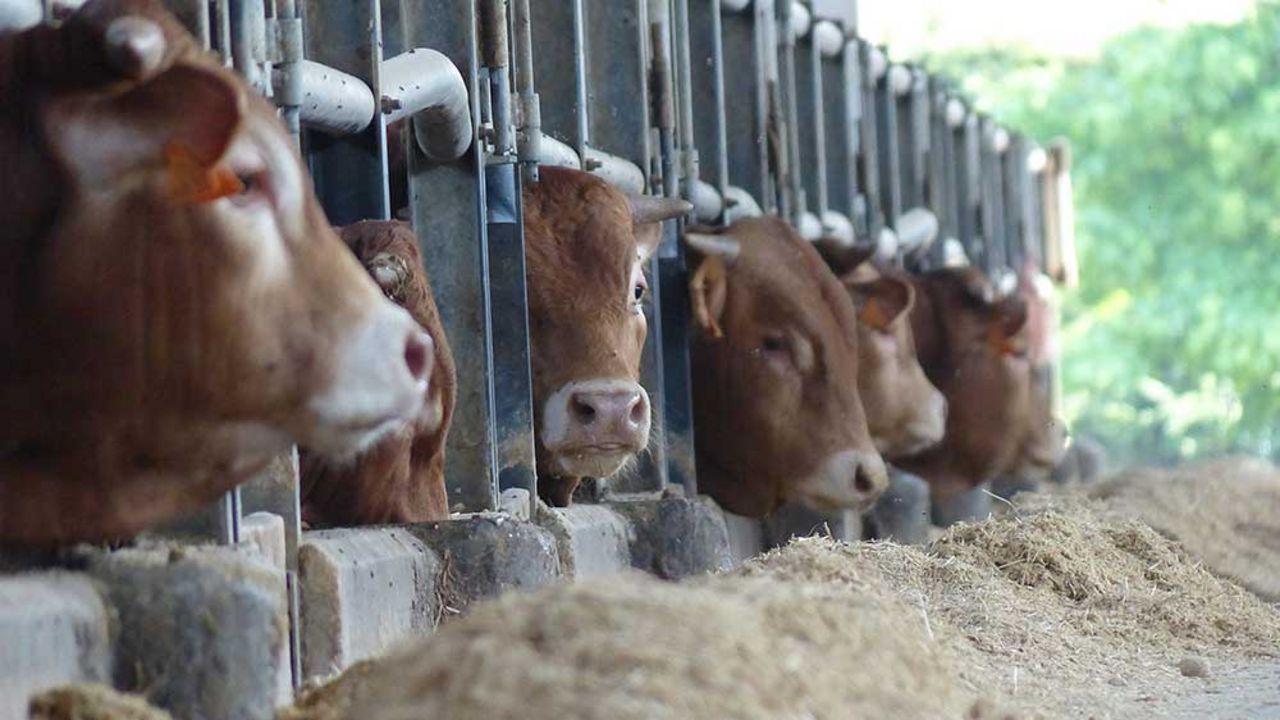 In Europa herrschen Stallsysteme und die Fütterung von (Mais)Silagen in der Rindermast vor
