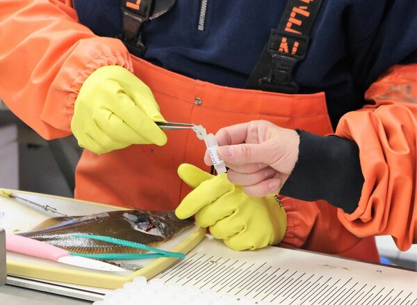 Probenahme verschiedener Gewebe einer Kliesche auf dem Forschungsschiff.