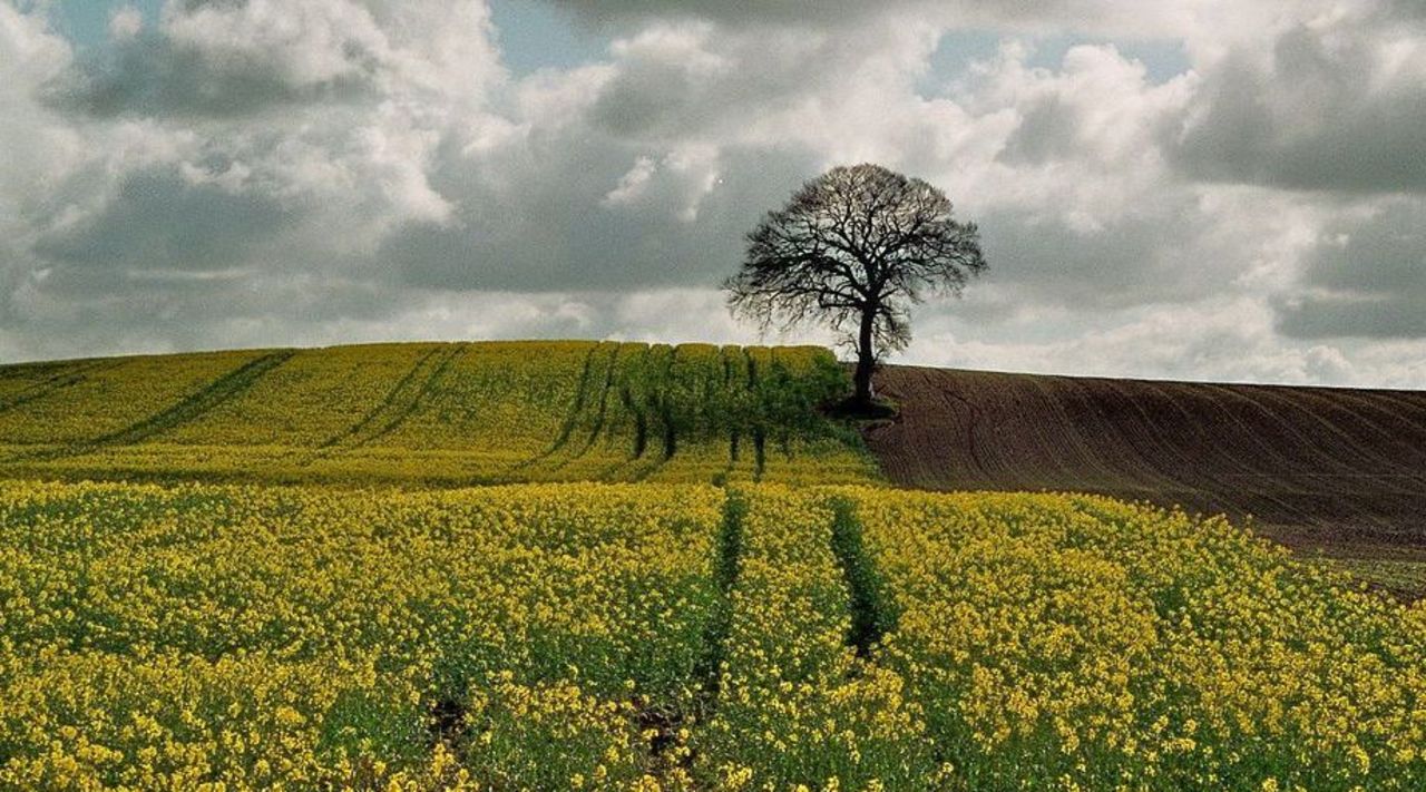 Tree in an arable field