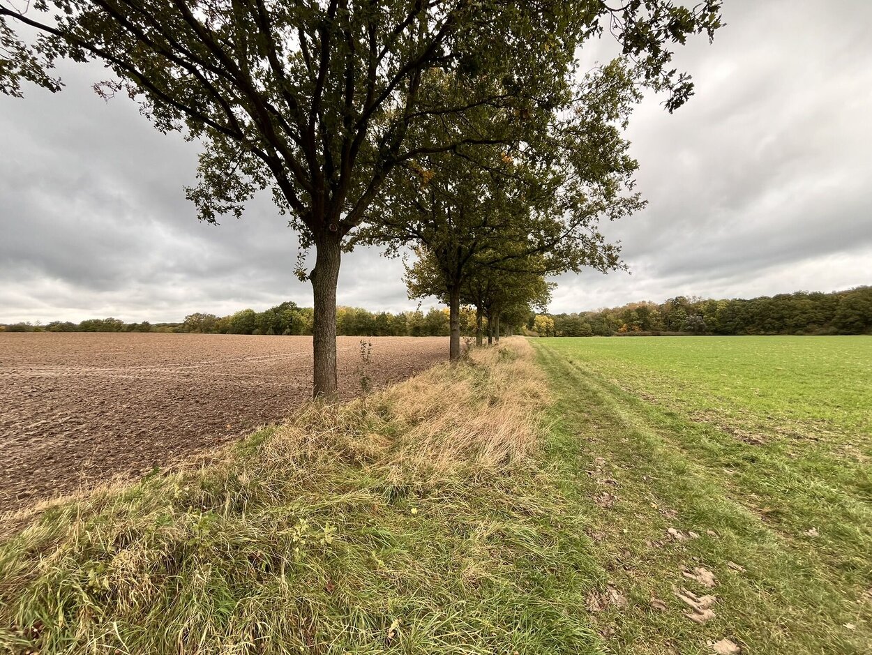 Acker und Grünland, getrennt durch eine Baumreihe