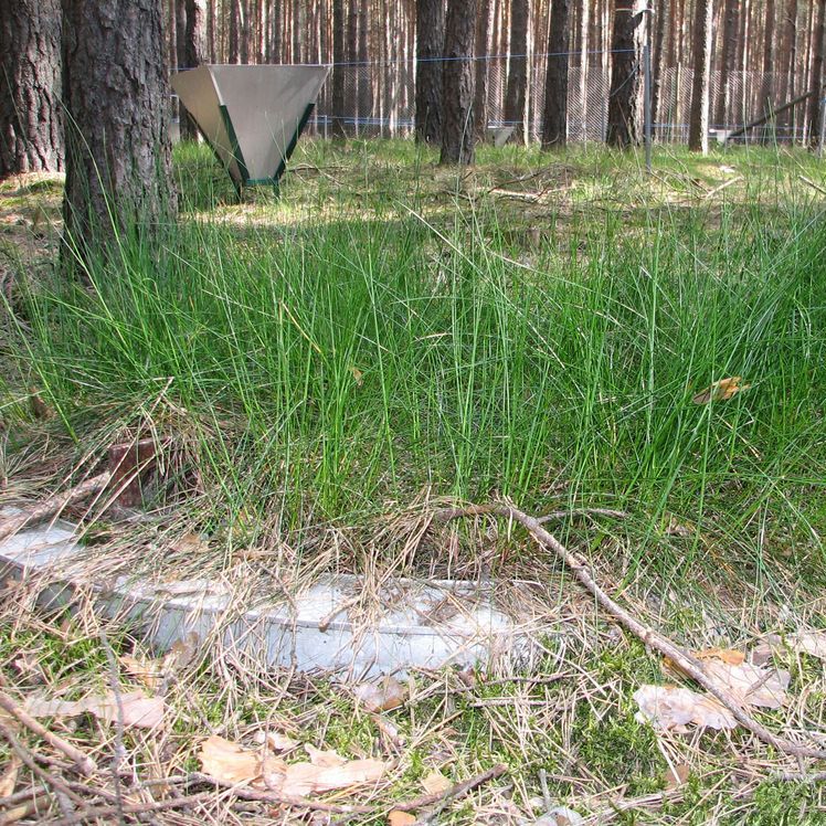 Wägbares Lysimeter mit Gras bewachsen