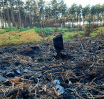 Ein kleiner verkohlter Stumpf steht auf schwarz verbranntem Boden, im Hintergrund Wald.