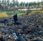 Ein kleiner verkohlter Stumpf steht auf schwarz verbranntem Boden, im Hintergrund Wald.