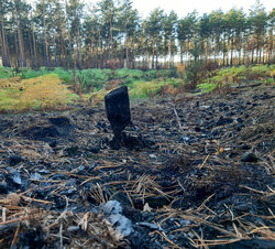 Fire in the forest! What to do?