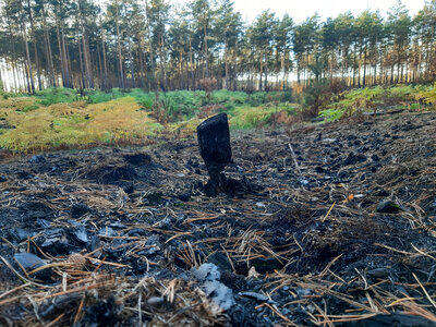 Ein kleiner verkohlter Stumpf steht auf schwarz verbranntem Boden, im Hintergrund Wald.