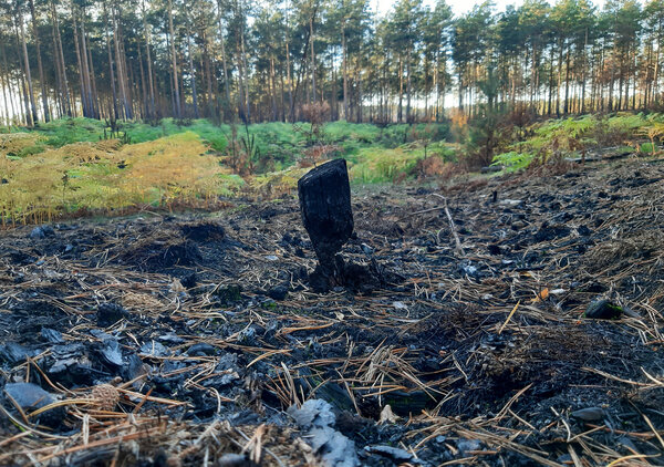 Ein kleiner verkohlter Stumpf steht auf schwarz verbranntem Boden, im Hintergrund Wald.