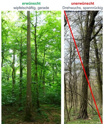 Qualitätsunterschiede bei Hainbuche