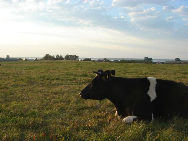 Thünen: Systems of cattle husbandry