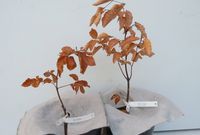 Dried beech trees from a vessel experiment