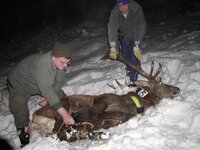 Rothirsch mit GSM- GPS- Halsbandesender