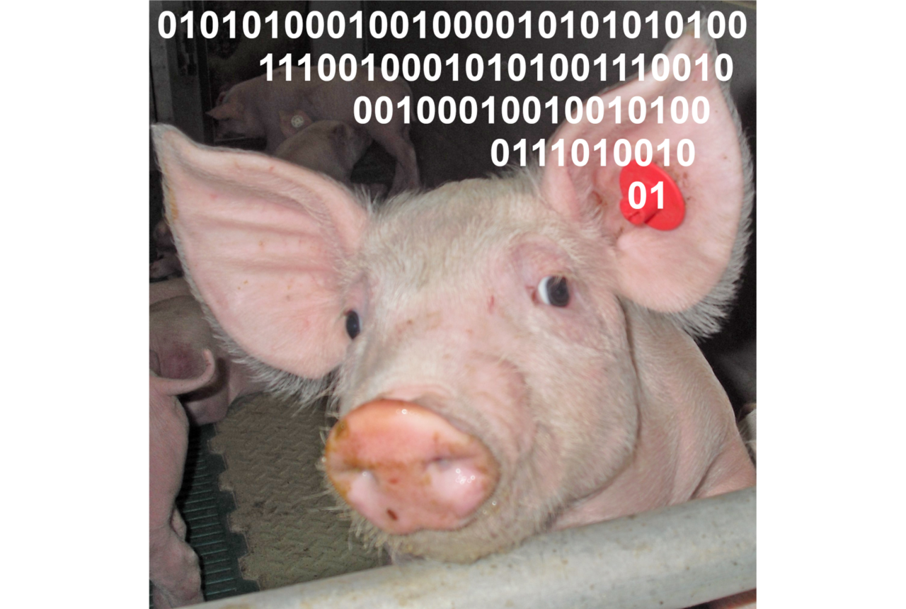 Schwein mit Binärcode