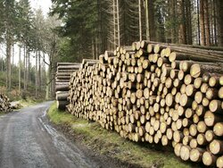 Analyse des Testbetriebsnetz Forst