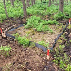 Measuring point with trenching for analysis of soil respiration without root respiration of the trees, Ore Mountains, Saxony