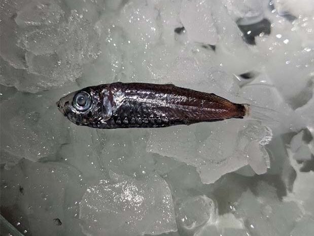 Pearlside (Maurolicus walvisensis) Pearlside (Maurolicus walvisensis)