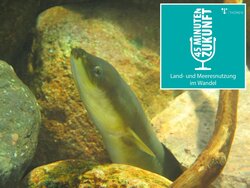 Episode 14: Can the eel still be saved?