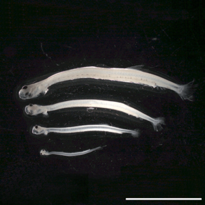 Heringslarven Stark vergrößerte Heringslarven unterschiedlicher Entwicklungsstadien.