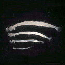 N20 Rekrutierungsindex aus dem Heringslarvensurvey
