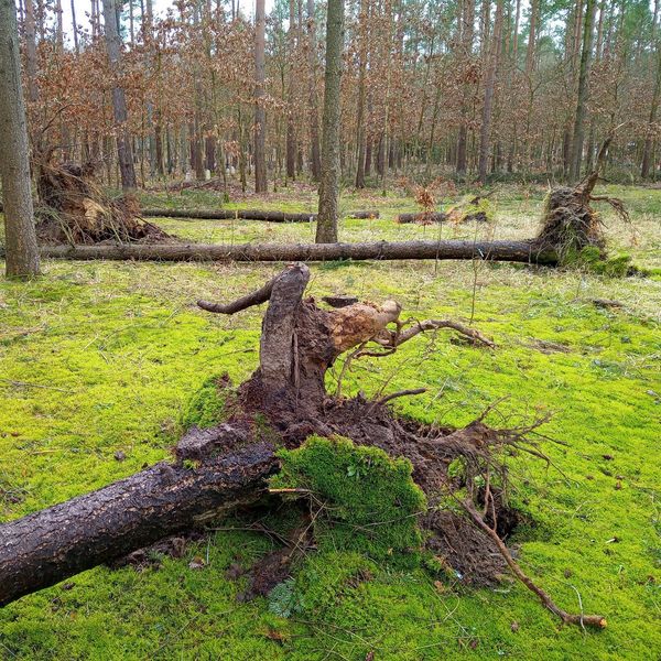 Pines uprooted by the storm in a pine stand 