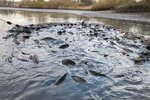 Karpfen werden mit einem Zugnetz aus einem Teich abgefischt