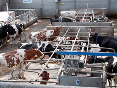 Blick von oben in einen Kuhstall, in dem sich die Tiere frei bewegen können