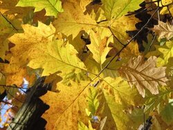 American and European Red Oak Provenances in Germany