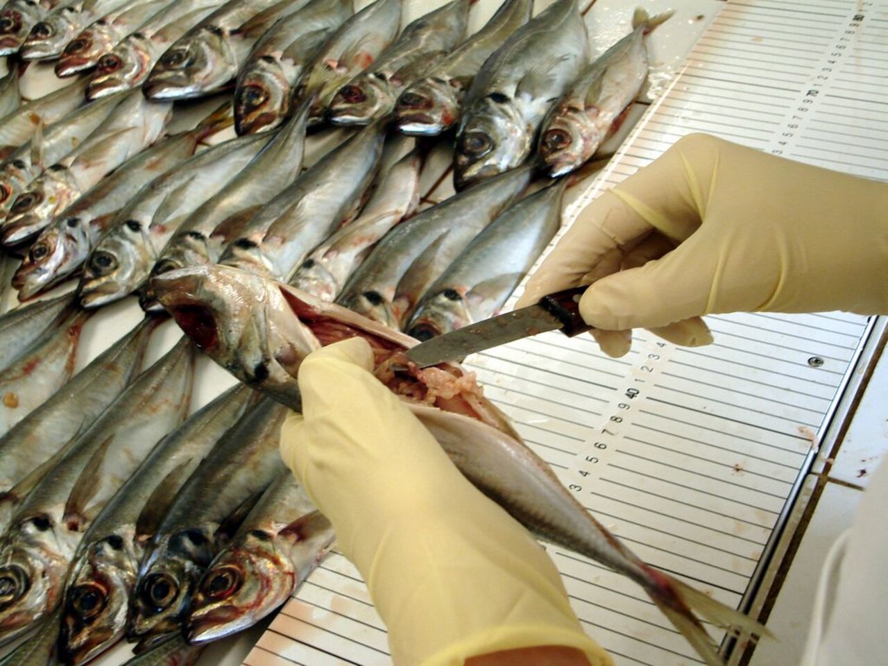 Mageninhalt von Fischen