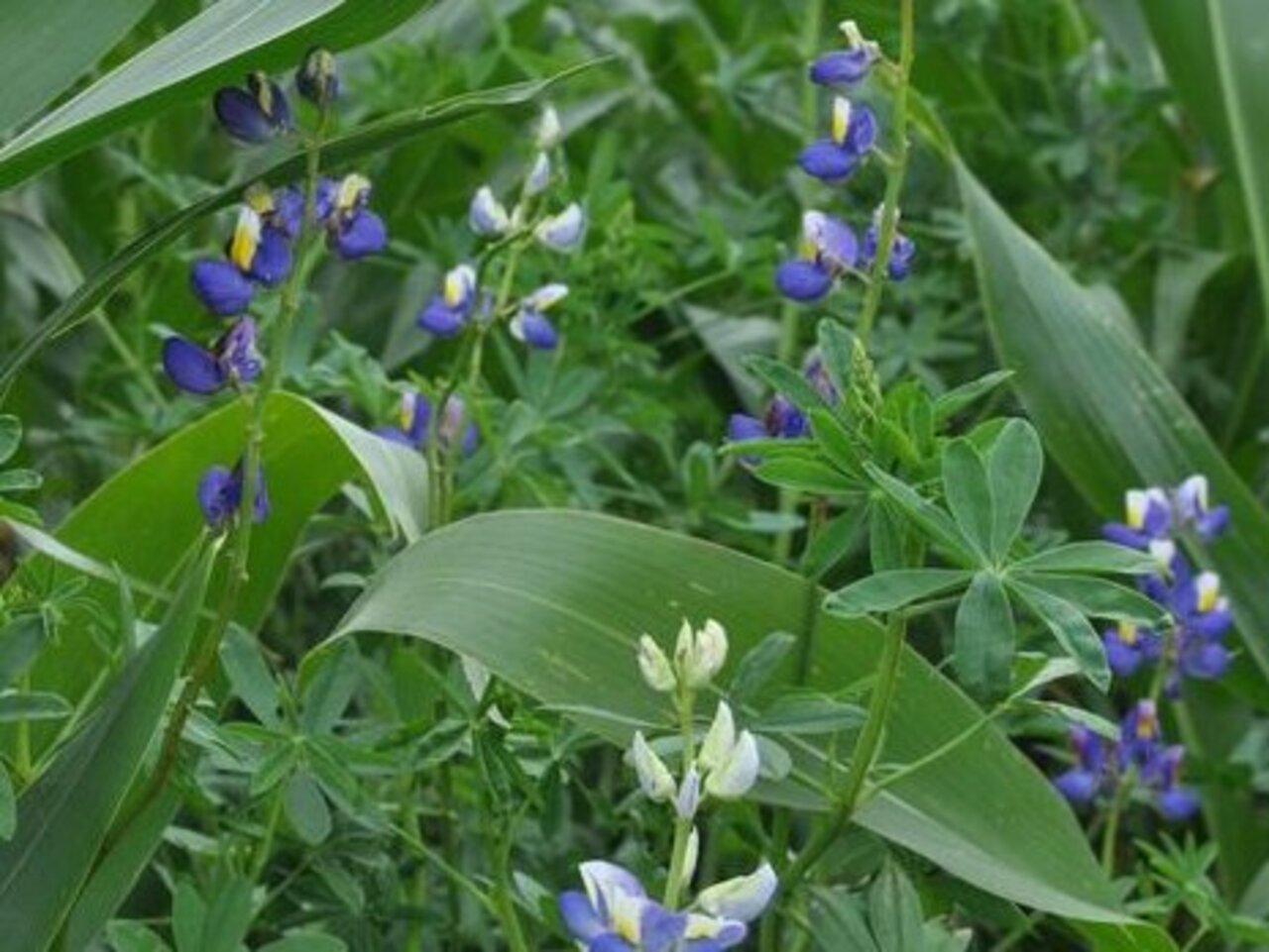 Andenlupine mit Mais im Gemengeanbau