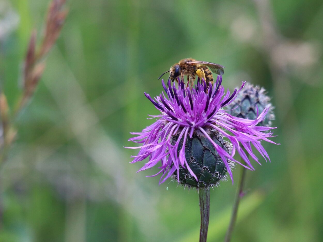 Eine Biene sitzt auf einer Diestelblüte.