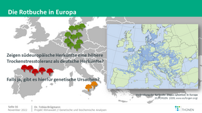 Auf der rechten Landkarte wird die europaweite Verbreitung von Rotbuchen dargestellt. Im Hintergrund werden schematisch die Buchenherkünfte in Deutschland, Nordspanien und Süditalien illustriert.