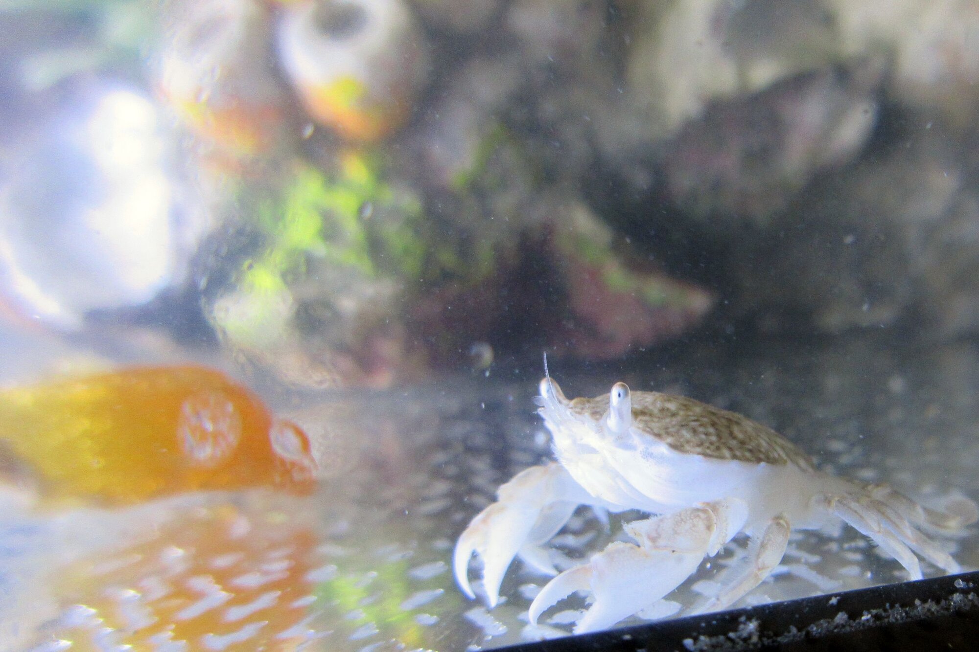 Schwimmkrebs Ein Krebs sitzt einem Aquarium, sehr gut sind die auf kurzen Stielen sitzenenden Augen zu sehen.